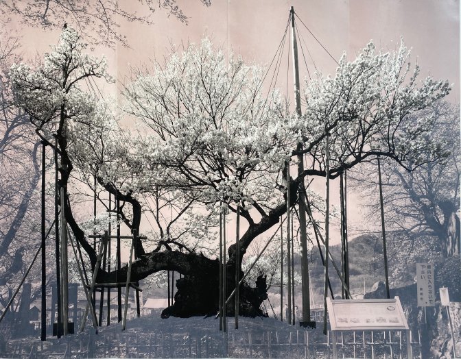 Tacita Dean, Sakura (Jindai I), 2023