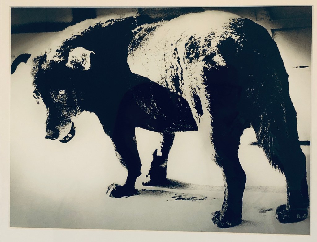 Daido Moriyama – Fondation Henri Cartier-Bresson, Paris,&nbsp;France.